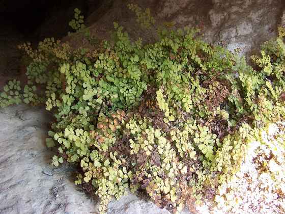 adiantum_capillus_veneris.jpg