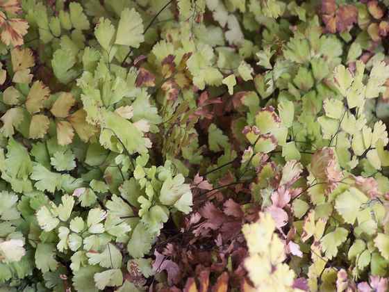 adiantum_capillus_veneris_2.jpg