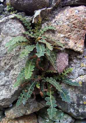 asplenium_ceterach.jpg