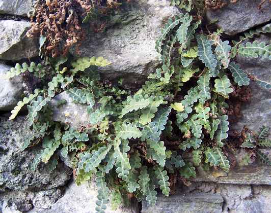 asplenium_ceterach_3.jpg