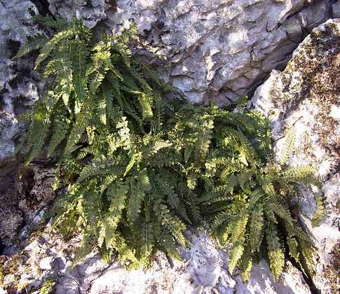 asplenium_fontanum.jpg
