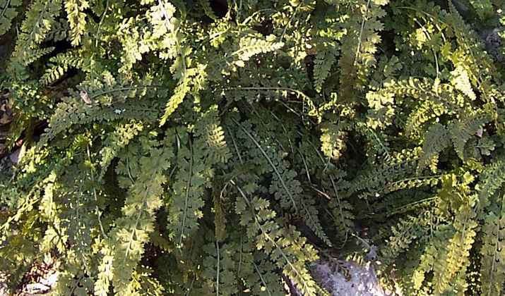 asplenium_fontanum_4.jpg