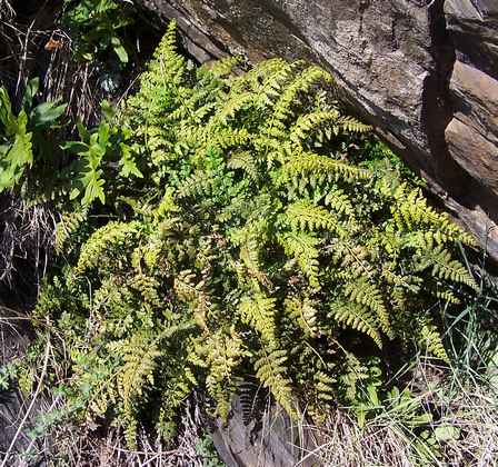 asplenium_obovatum_ssp_lanceolatum.jpg