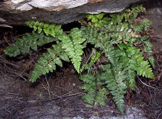 asplenium_obovatum_ssp_obovatum_3.jpg
