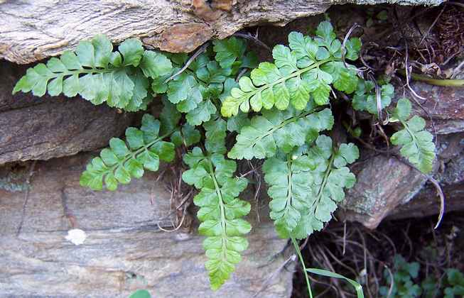 asplenium_obovatum_ssp_obovatum_4.jpg