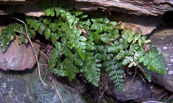 asplenium_obovatum_ssp_obovatum_5.jpg