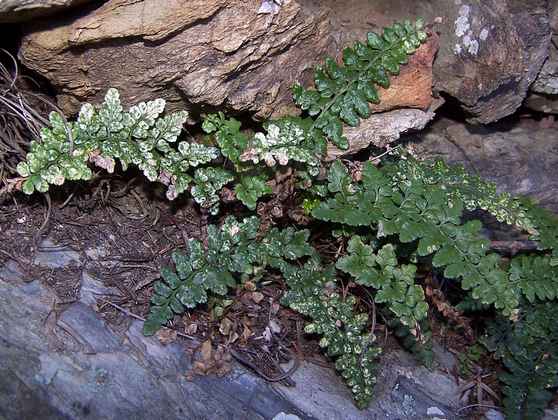 asplenium_obovatum_ssp_obovatum_7.jpg