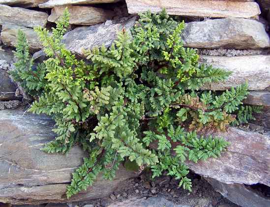 cheilanthes_maderensis.jpg