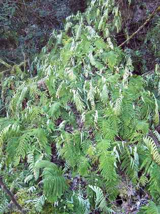 polypodium_cambricum_2.jpg