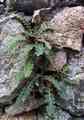 asplenium_ceterach.jpg
