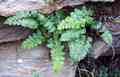 asplenium_obovatum_ssp_obovatum_4.jpg
