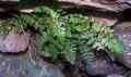 asplenium_obovatum_ssp_obovatum_5.jpg