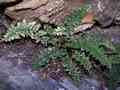 asplenium_obovatum_ssp_obovatum_7.jpg