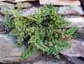 cheilanthes_maderensis.jpg