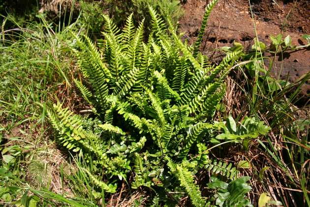 asplenium_marinum_c01.jpg