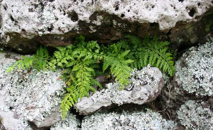asplenium_obovatum_ssp_lanceolatum_c01.jpg