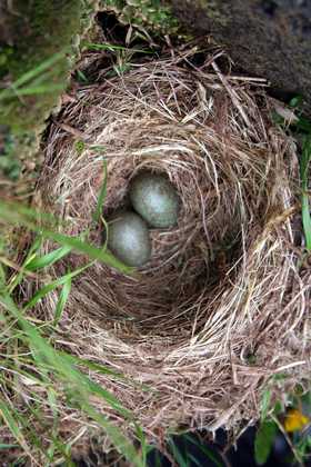 birds_nest_c01.jpg