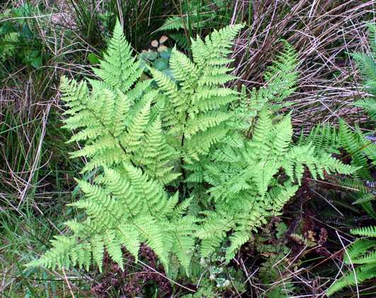dryopteris_aemula_c01.jpg