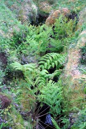 ferns_c01.jpg