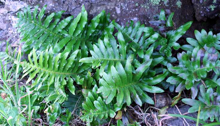 polypodium_azoricum_c01.jpg
