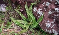 Asplenium azoricum C01 .jpg