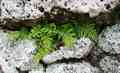 asplenium_obovatum_ssp_lanceolatum_c01.jpg