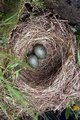 Birds nest C01 .jpg