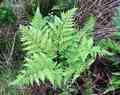 dryopteris_aemula_c01.jpg