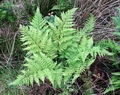 Dryopteris aemula C01 .jpg