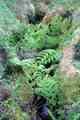 ferns_c01.jpg