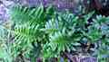 polypodium_azoricum_c01.jpg