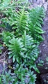 Polypodium azoricum C01 .jpg