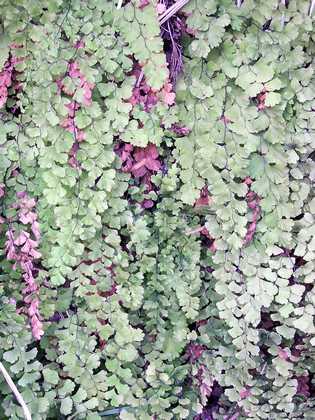 adiantum_capillus_veneris_04.jpg