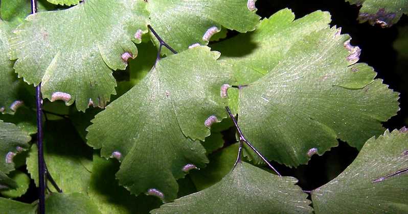 adiantum_capillus_veneris_s_01.jpg