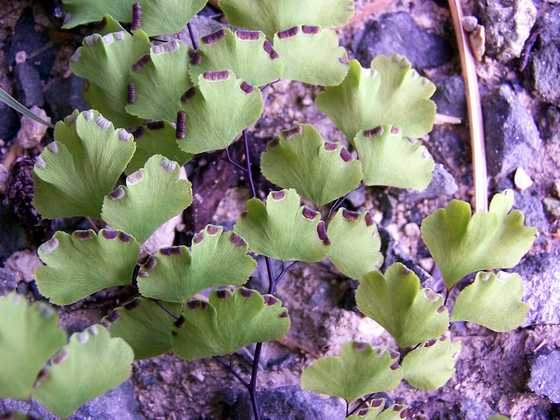 adiantum_capillus_veneris_s_06.jpg