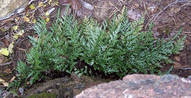 asplenium_adiantum_nigrum_02.jpg