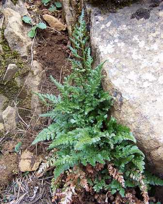 asplenium_adiantum_nigrum_04.jpg