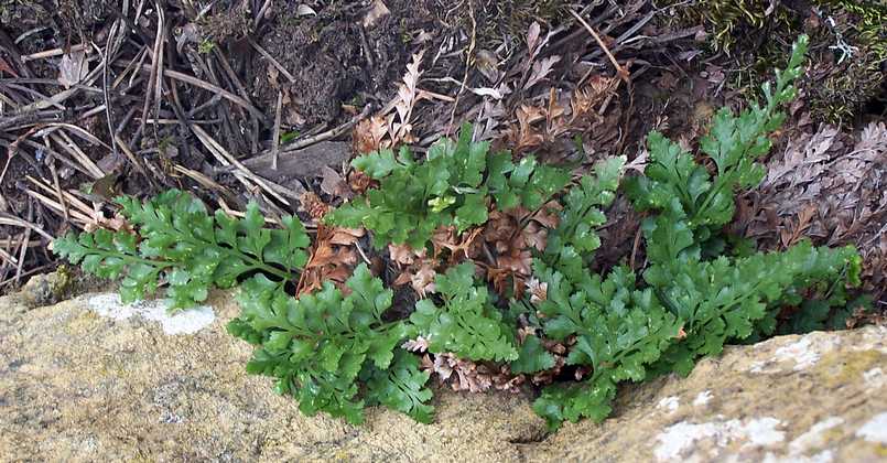asplenium_adiantum_nigrum_07.jpg