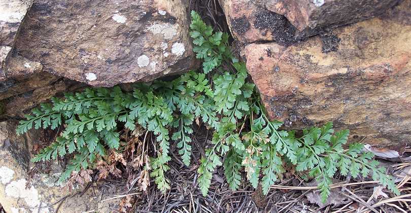 asplenium_adiantum_nigrum_09.jpg