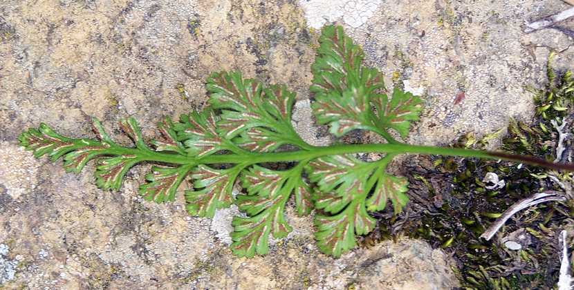 asplenium_adiantum_nigrum_s_01.jpg