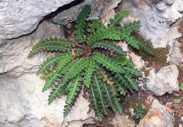 asplenium_ceterach_19.jpg