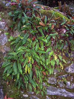 asplenium_ceterach_32.jpg