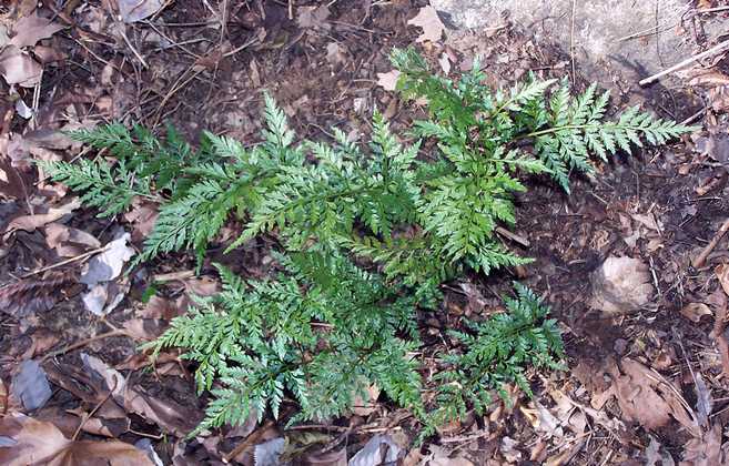 asplenium_onopteris_03.jpg