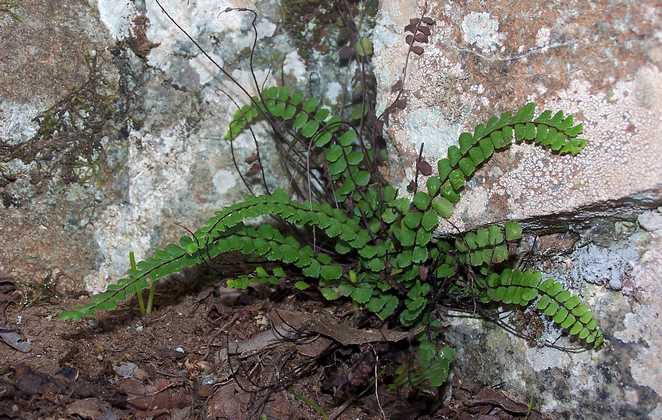 asplenium_trichomanes_02.jpg