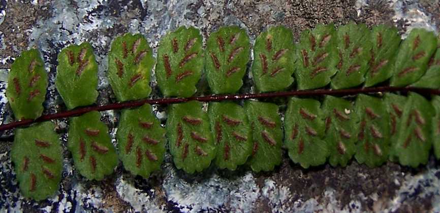 asplenium_trichomanes_s_02.jpg