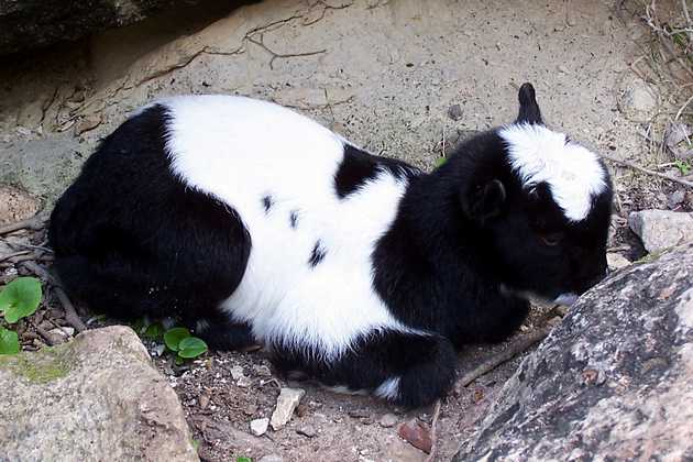 baby_goat_01.jpg