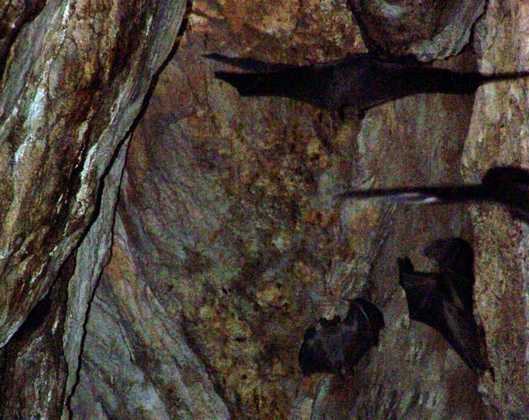 bat_cave_02.jpg