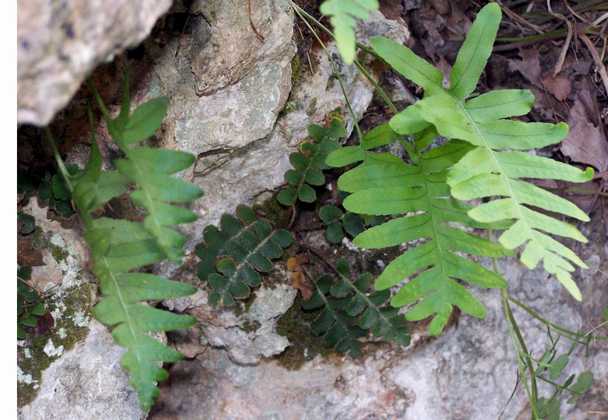 ceterach_and_polypodium_01.jpg