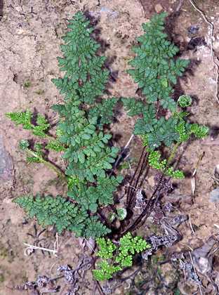 cheilanthes_acrostica_01.jpg