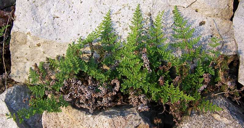 cheilanthes_acrostica_06.jpg